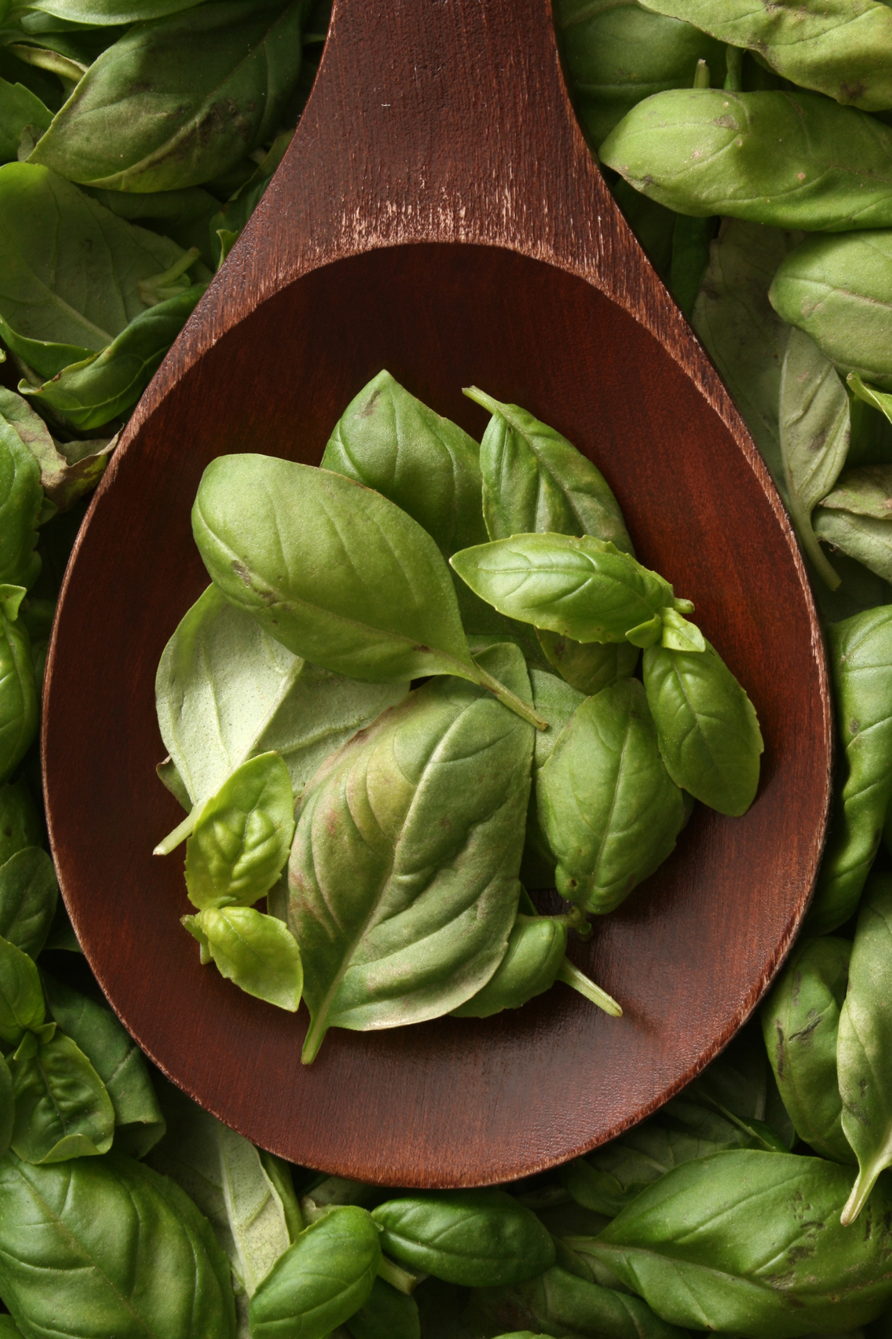 basil