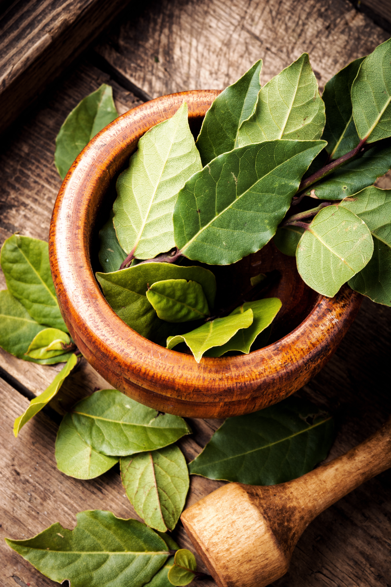 bay_leaf