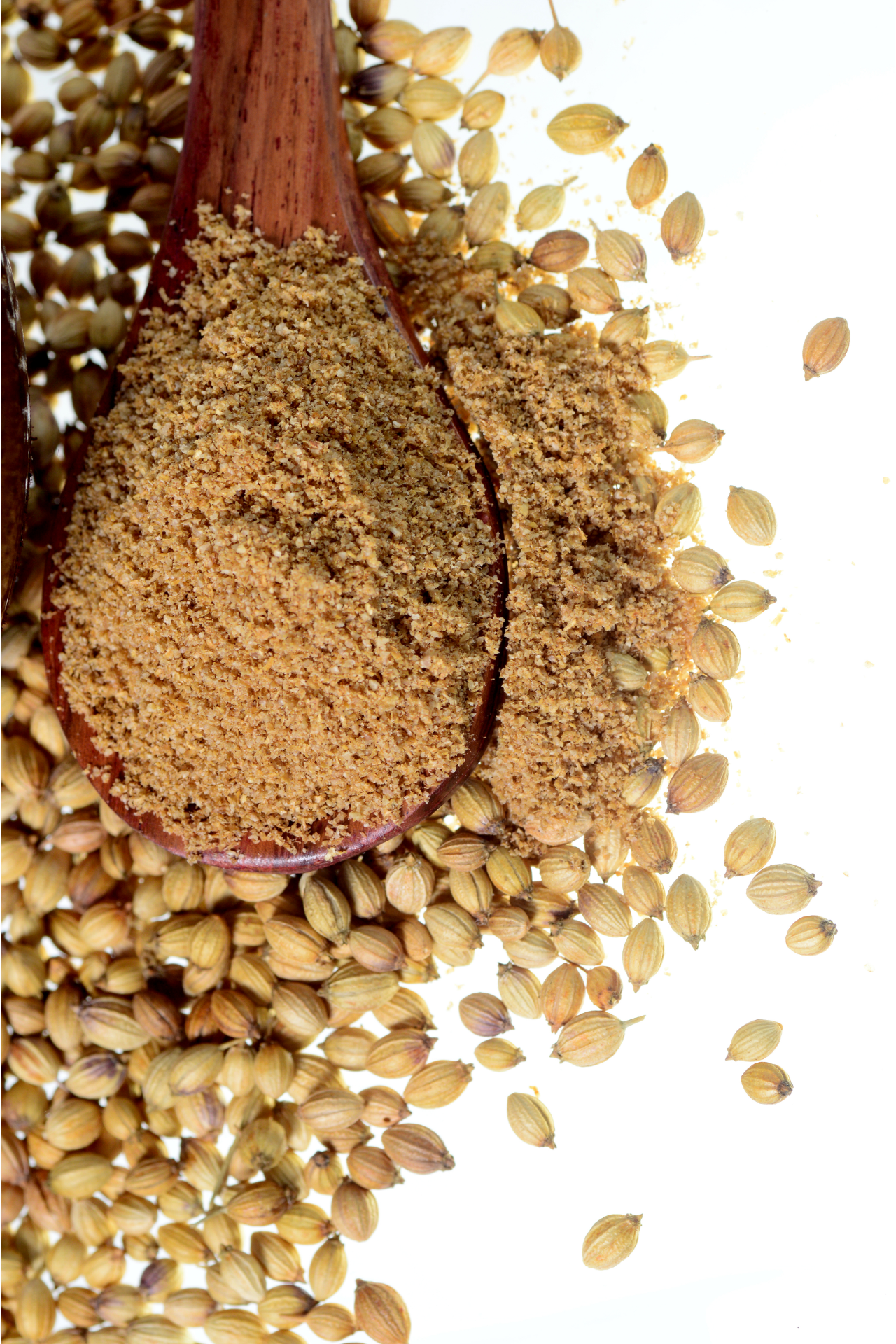 coriander