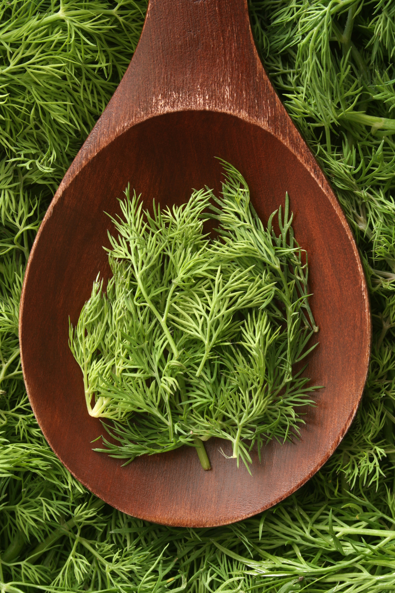 dill