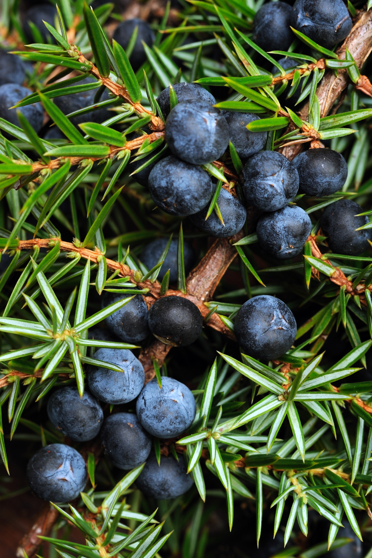 juniper_berries