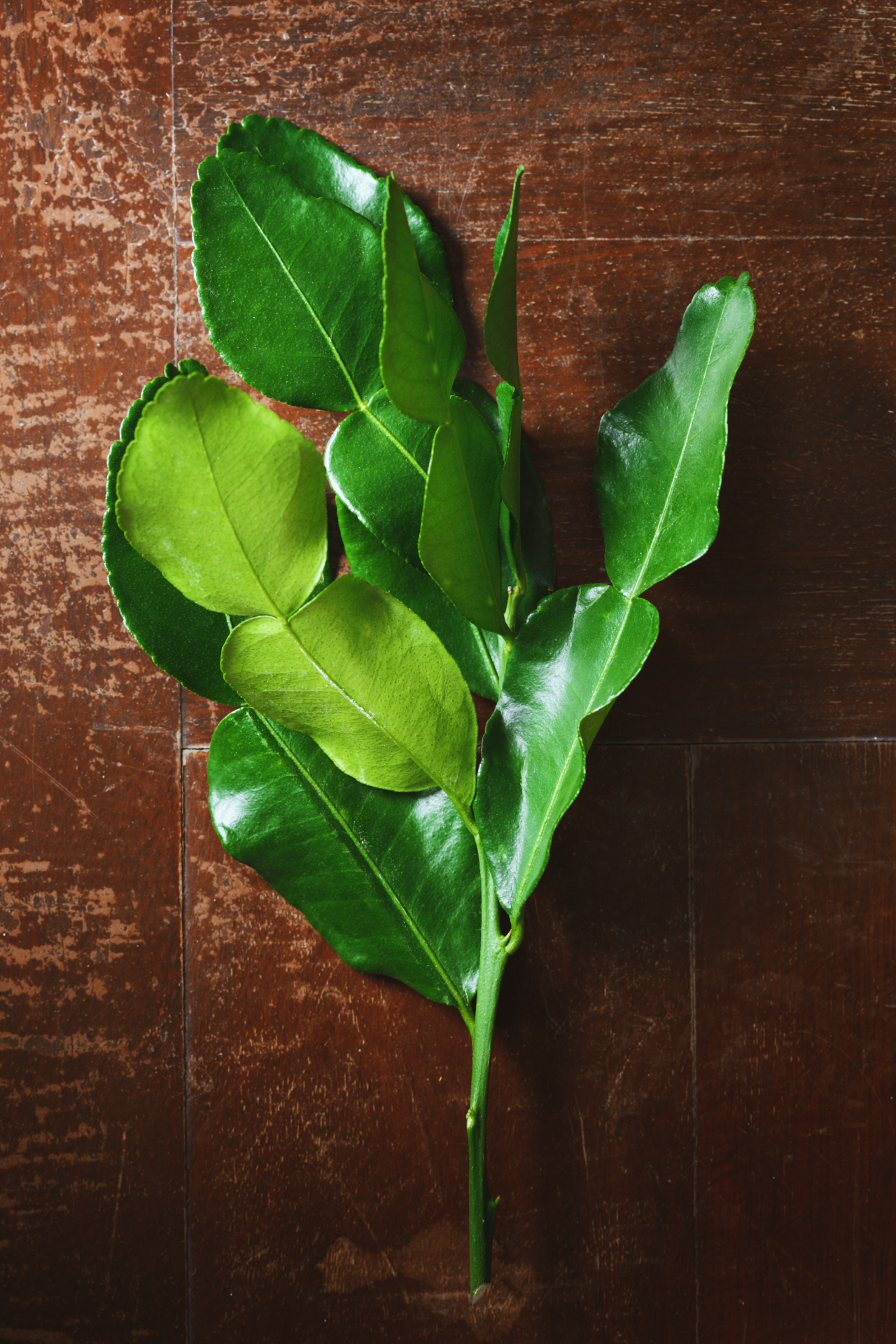 kaffir_lime_leaves