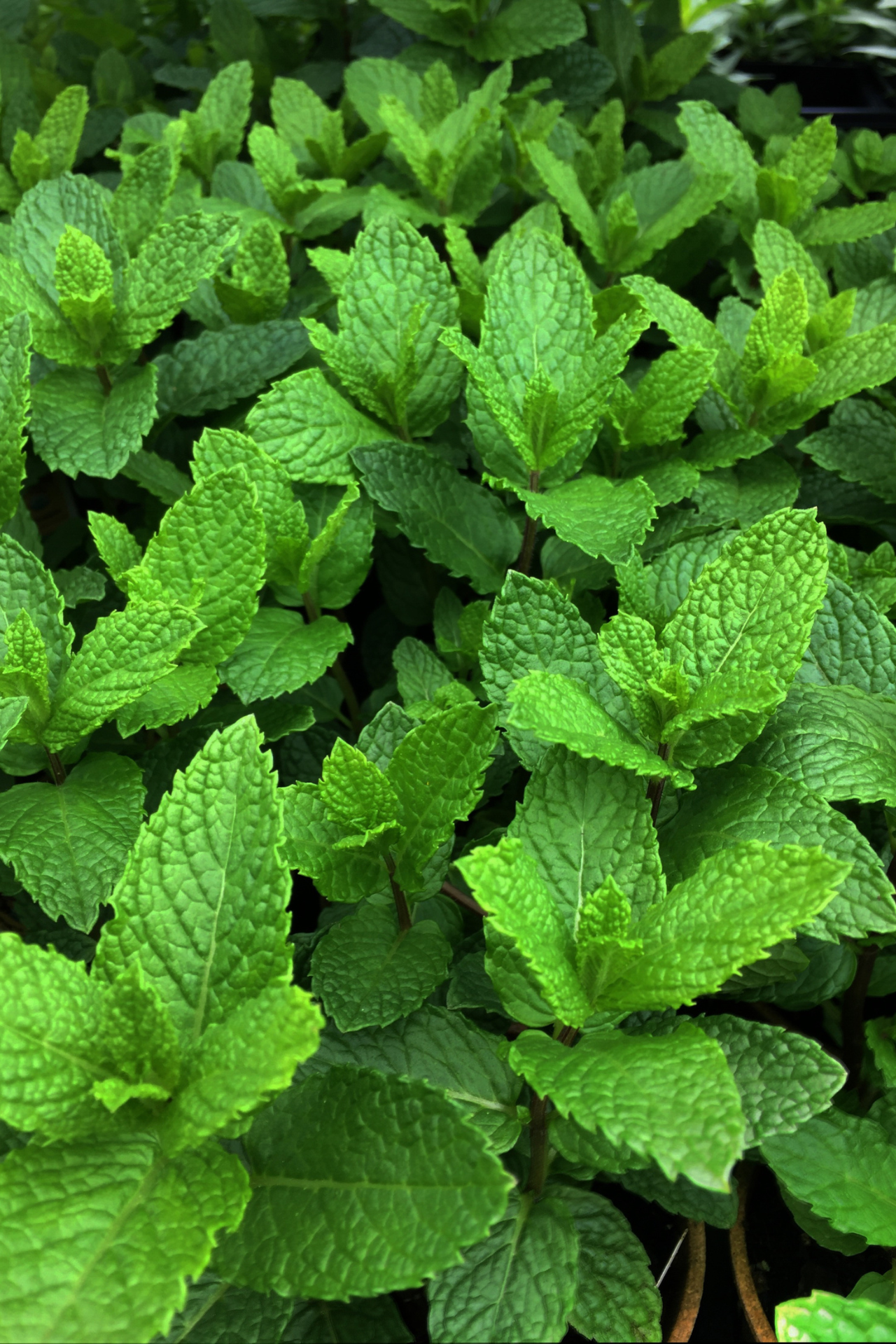mint