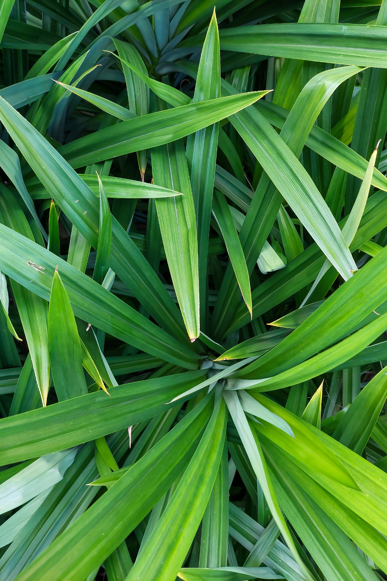 pandan_leaves