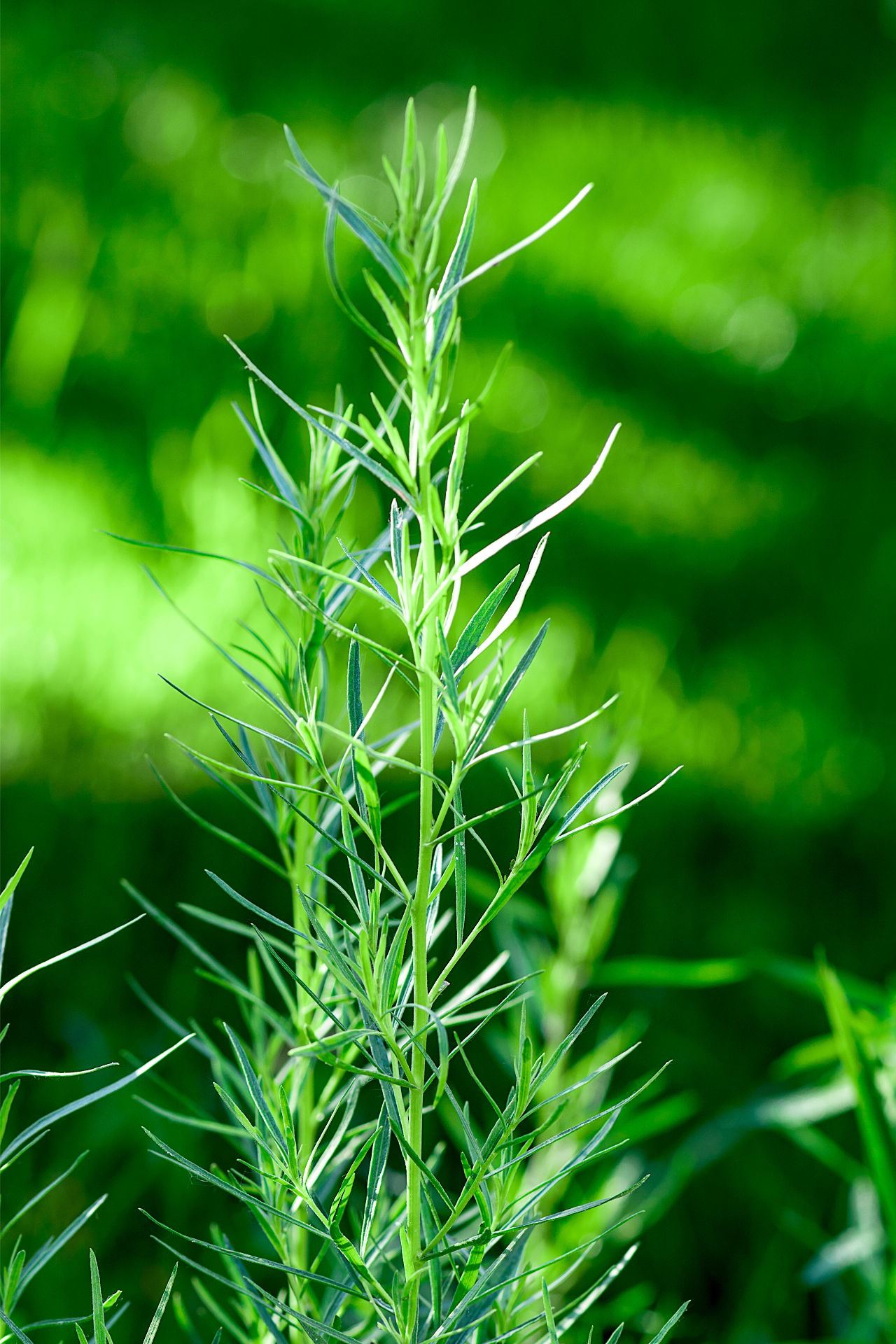 tarragon