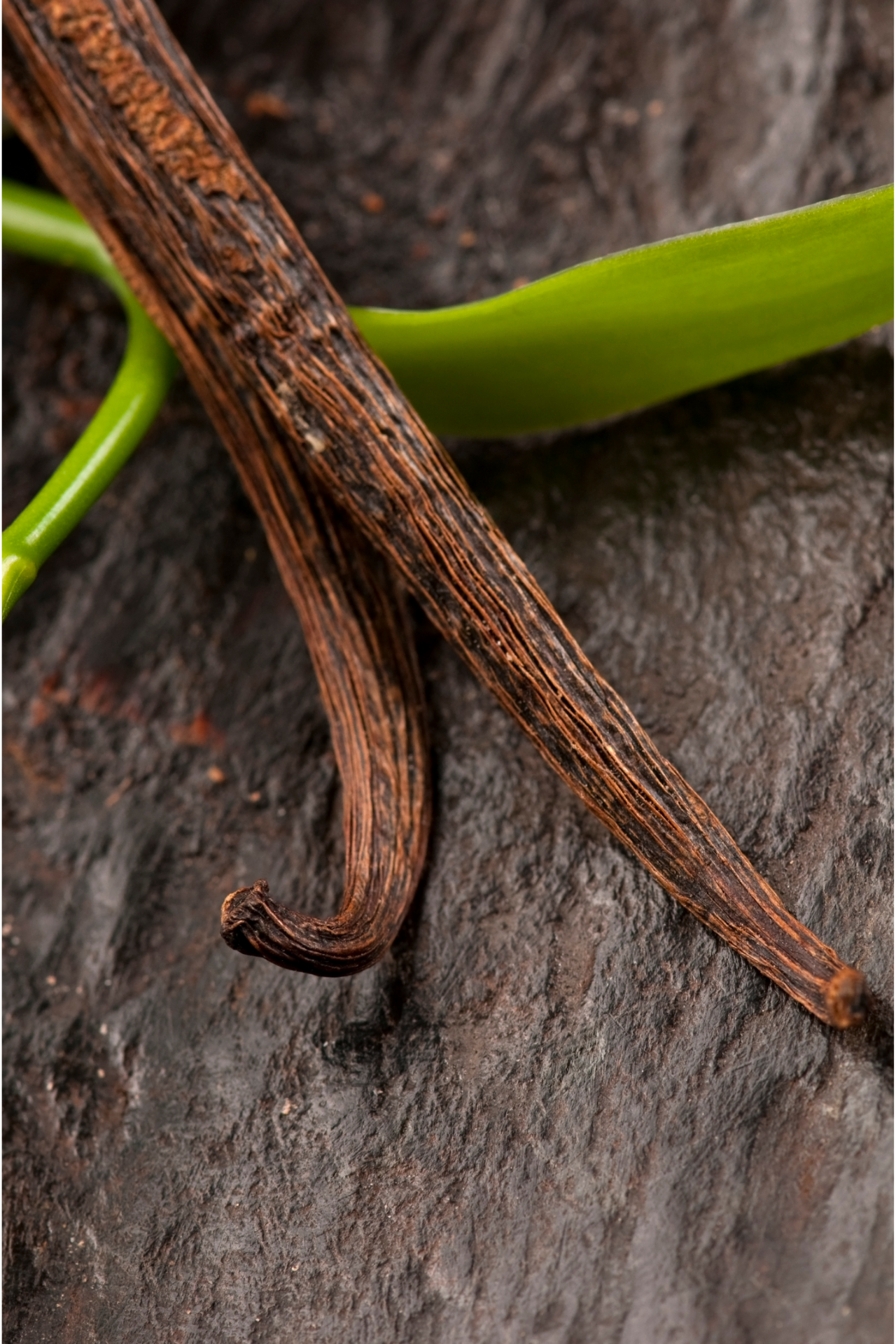 vanilla_planifolia