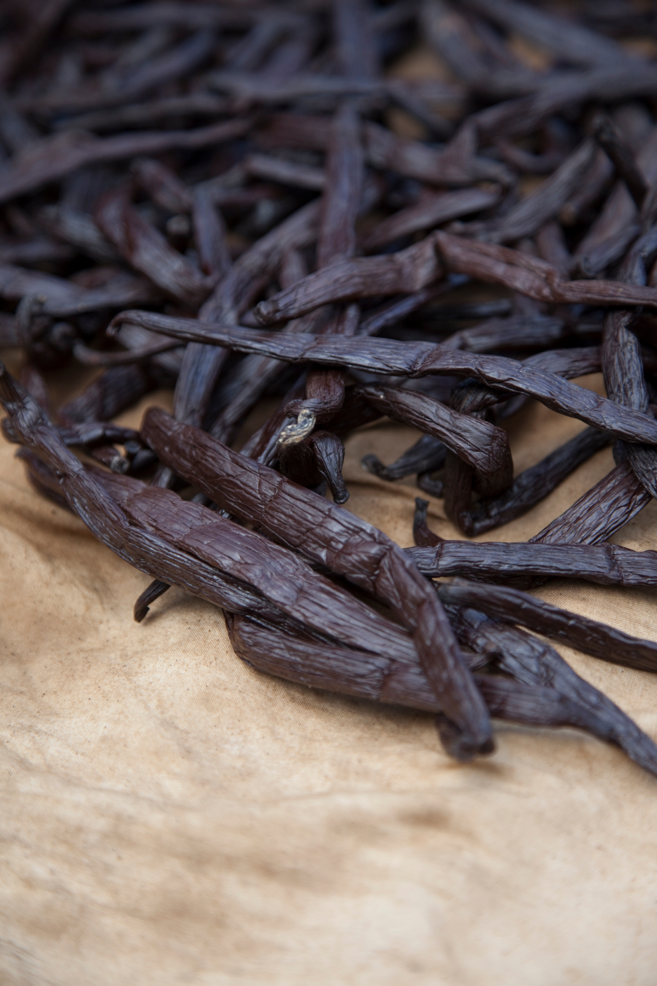 vanilla_tahitensis