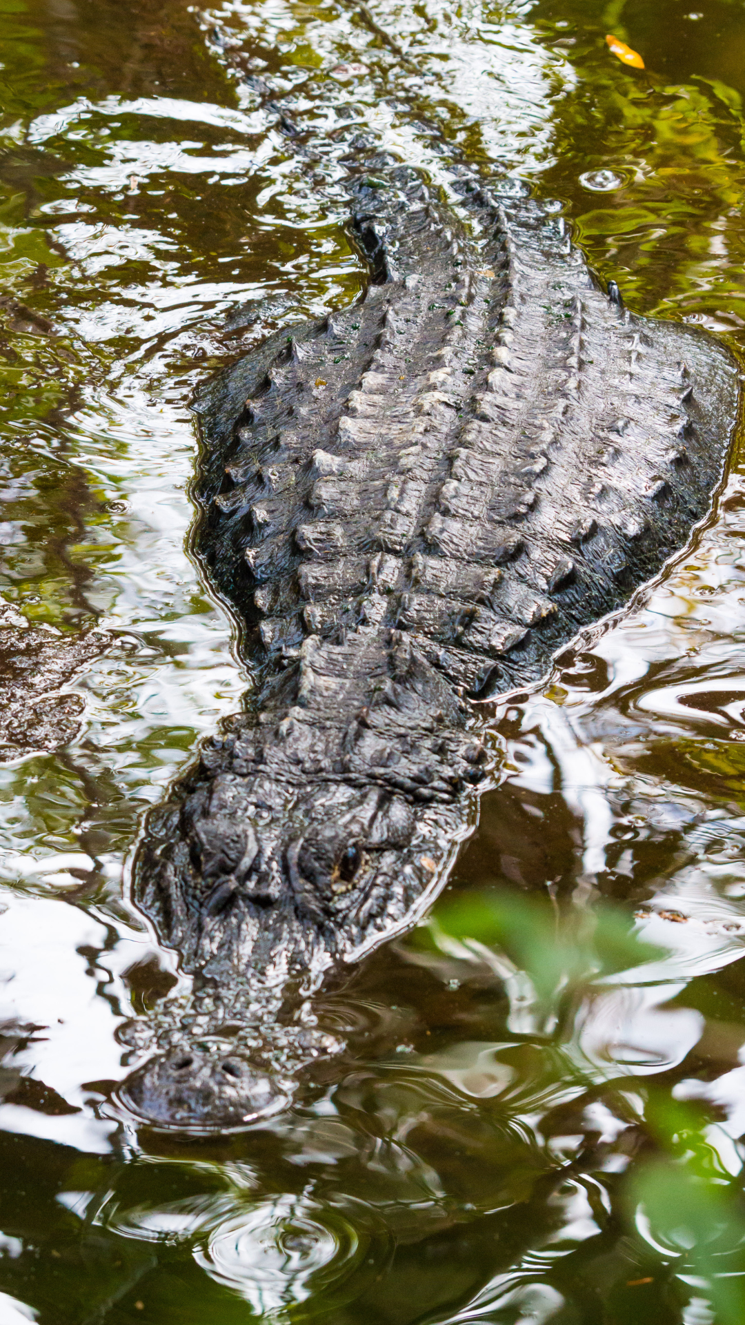 alligator