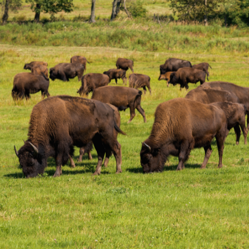 american_bison