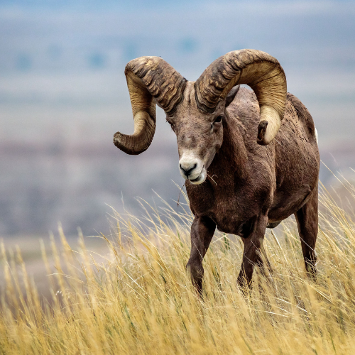 argali