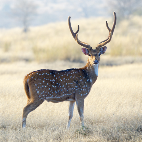 axis_deer