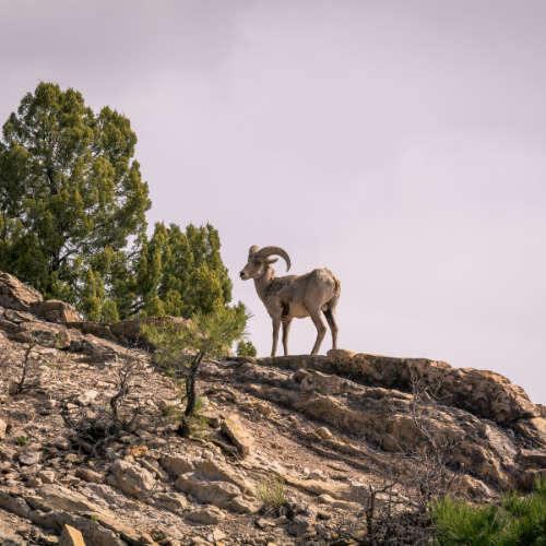 bighorn_sheep