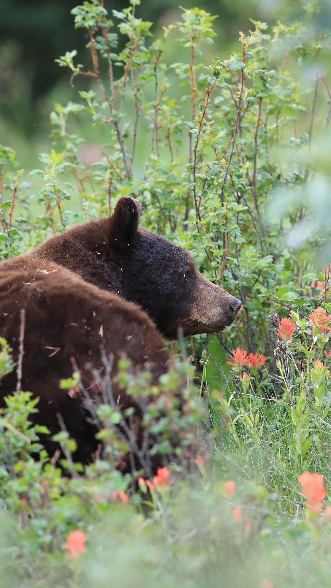 black_bear
