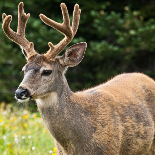 black_tailed_deer