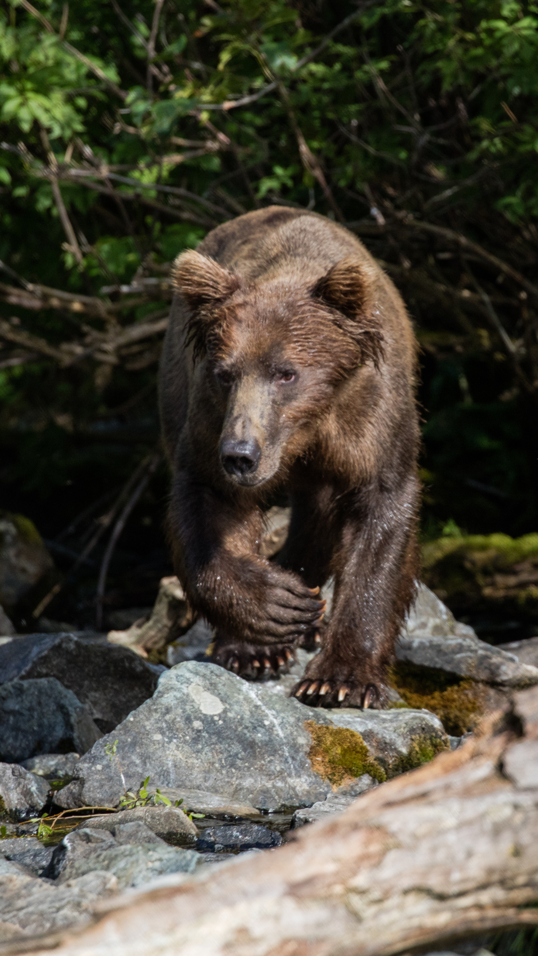 brown_bear