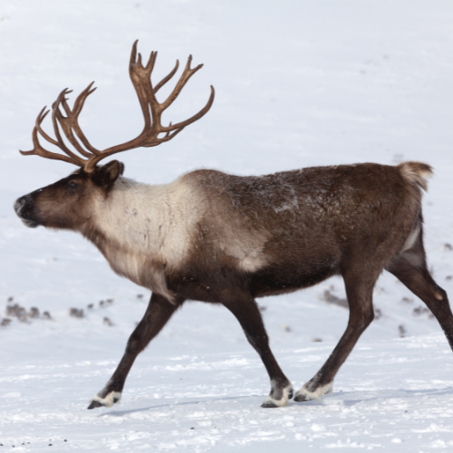 caribou