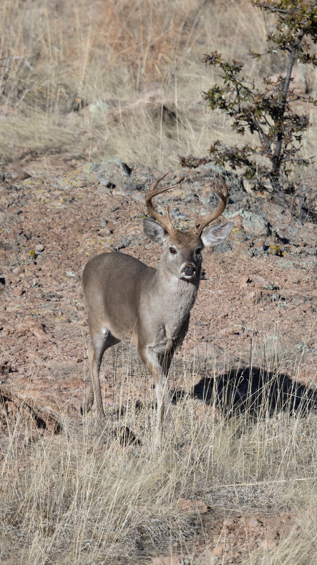 coues_deer