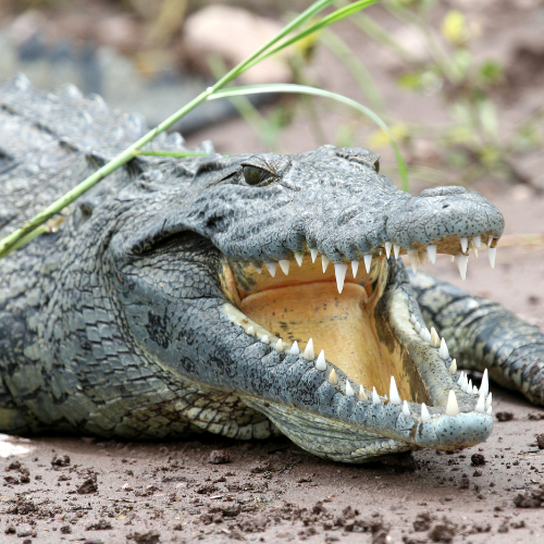 crocodile