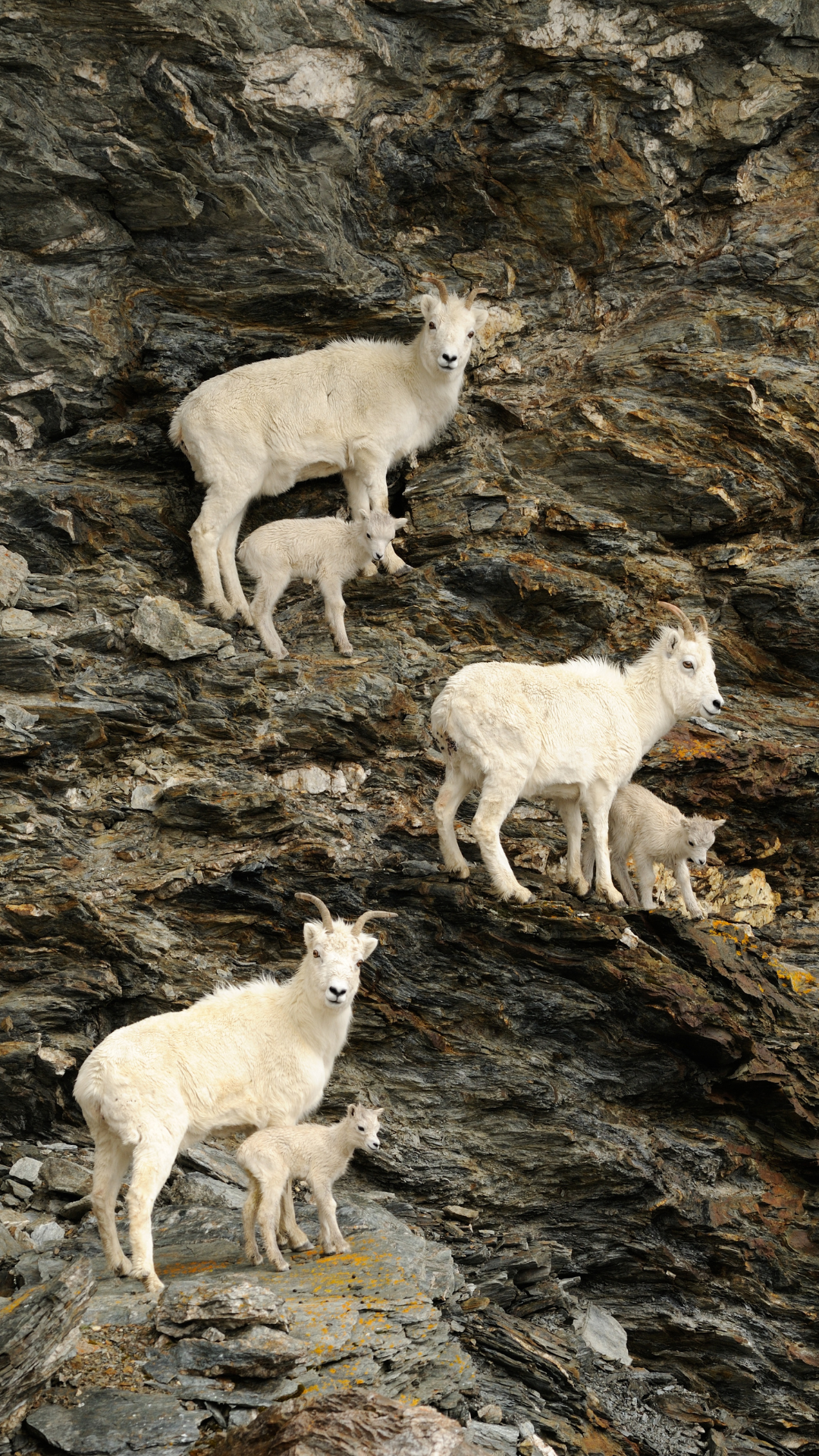 dall_sheep
