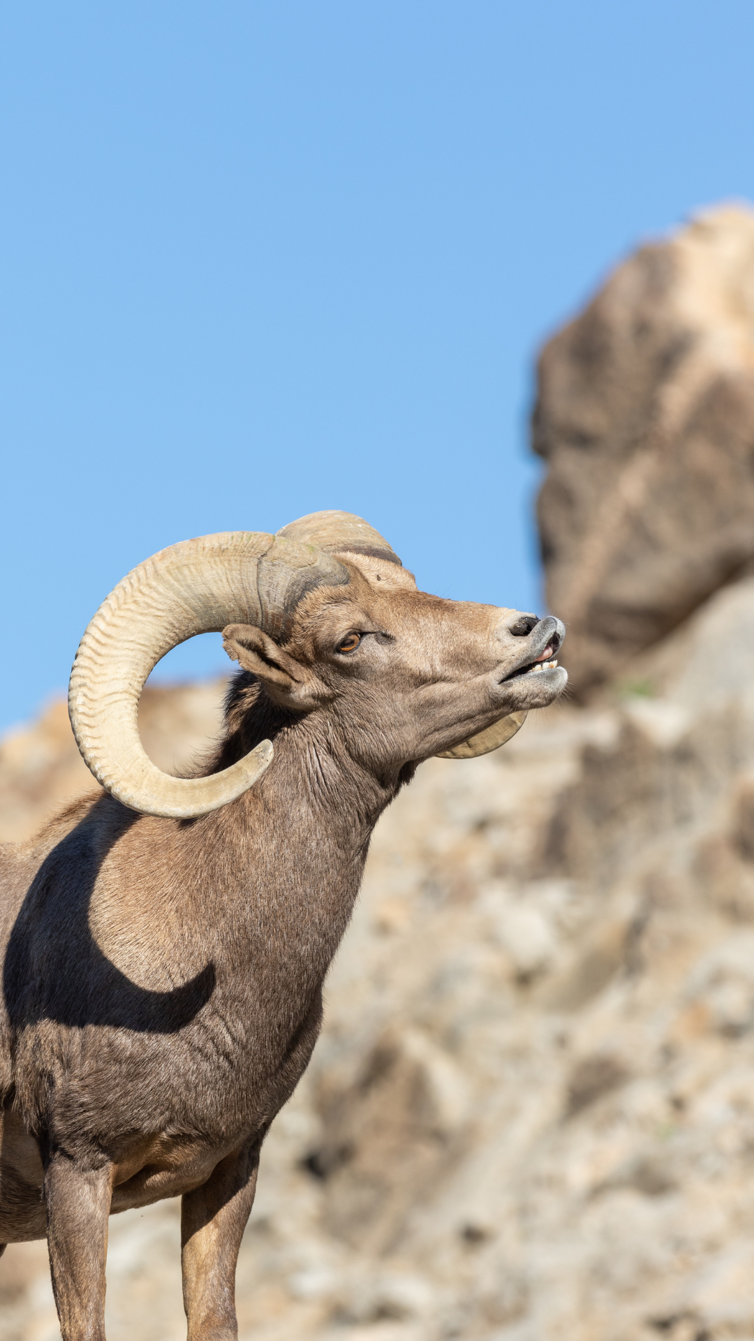 desert_bighorn_sheep