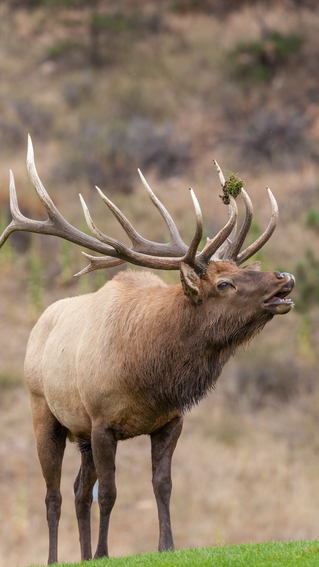 elk