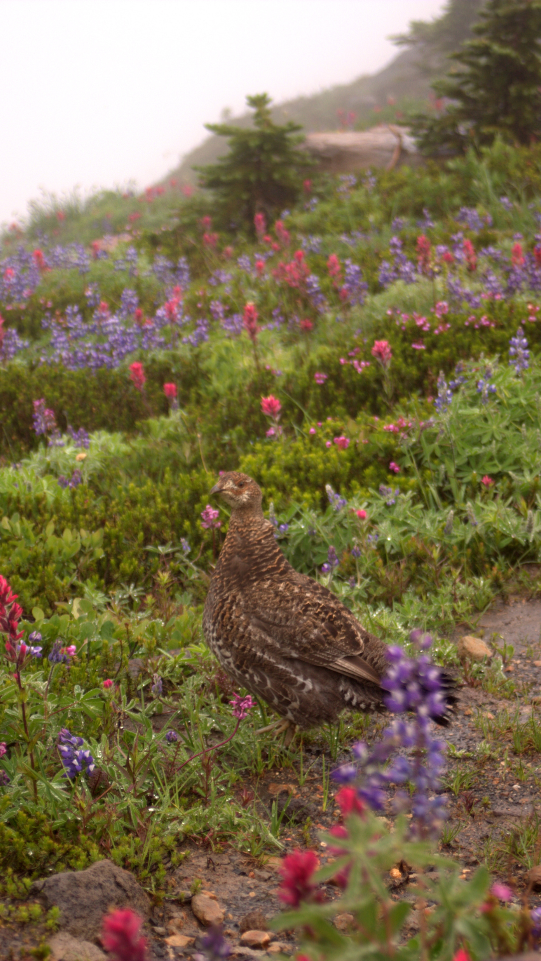 grouse