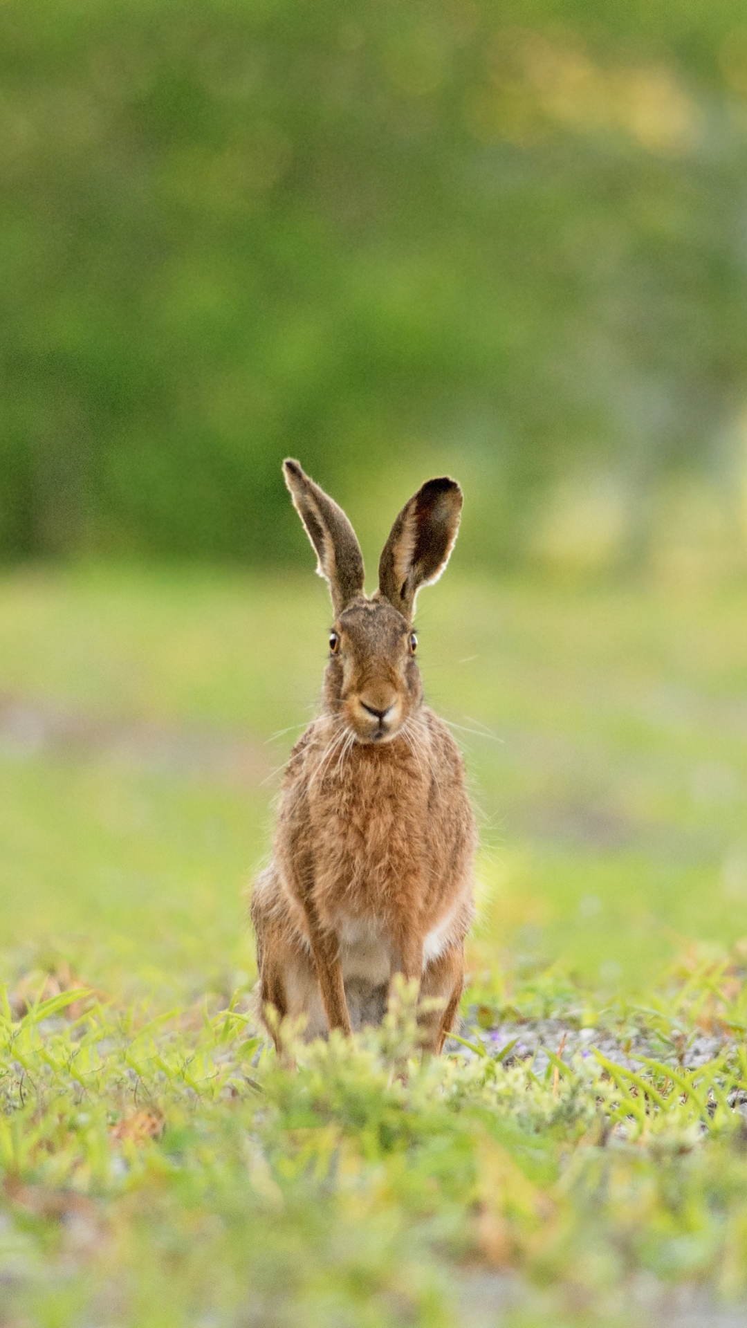 hare