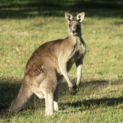 kangaroo