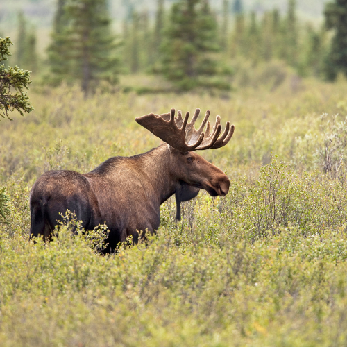 moose