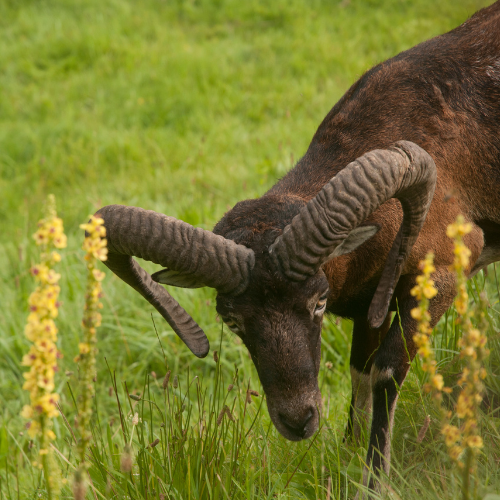 mouflon
