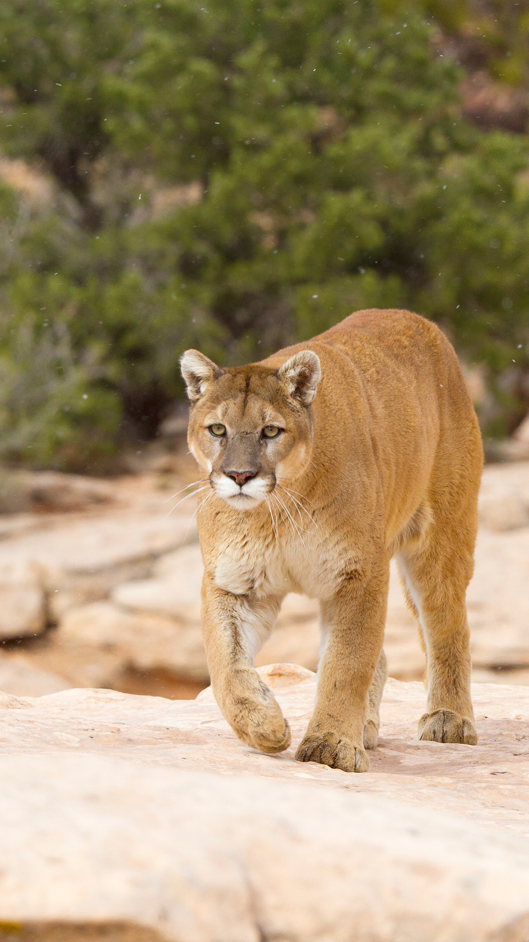 mountain_lion