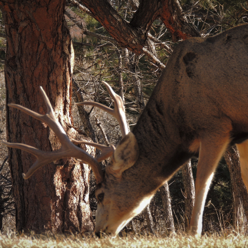 mule_deer