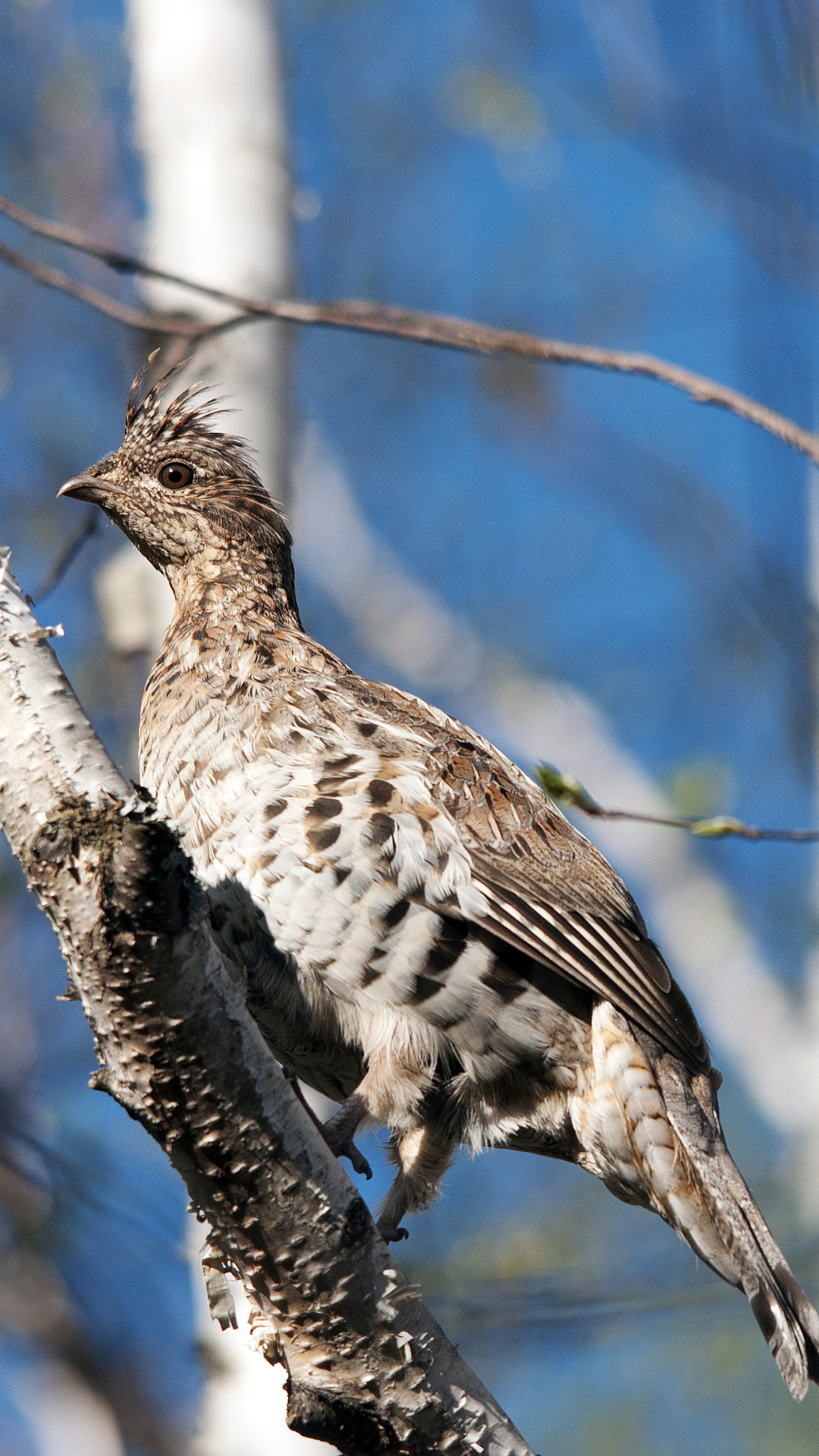 partridge