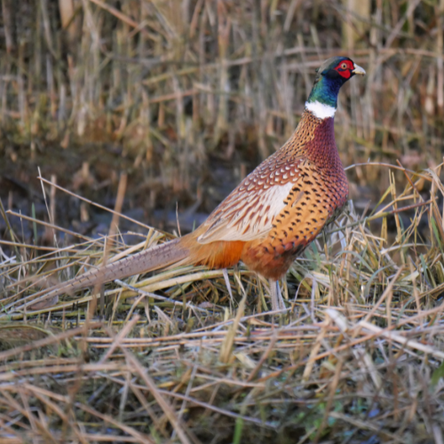 pheasant