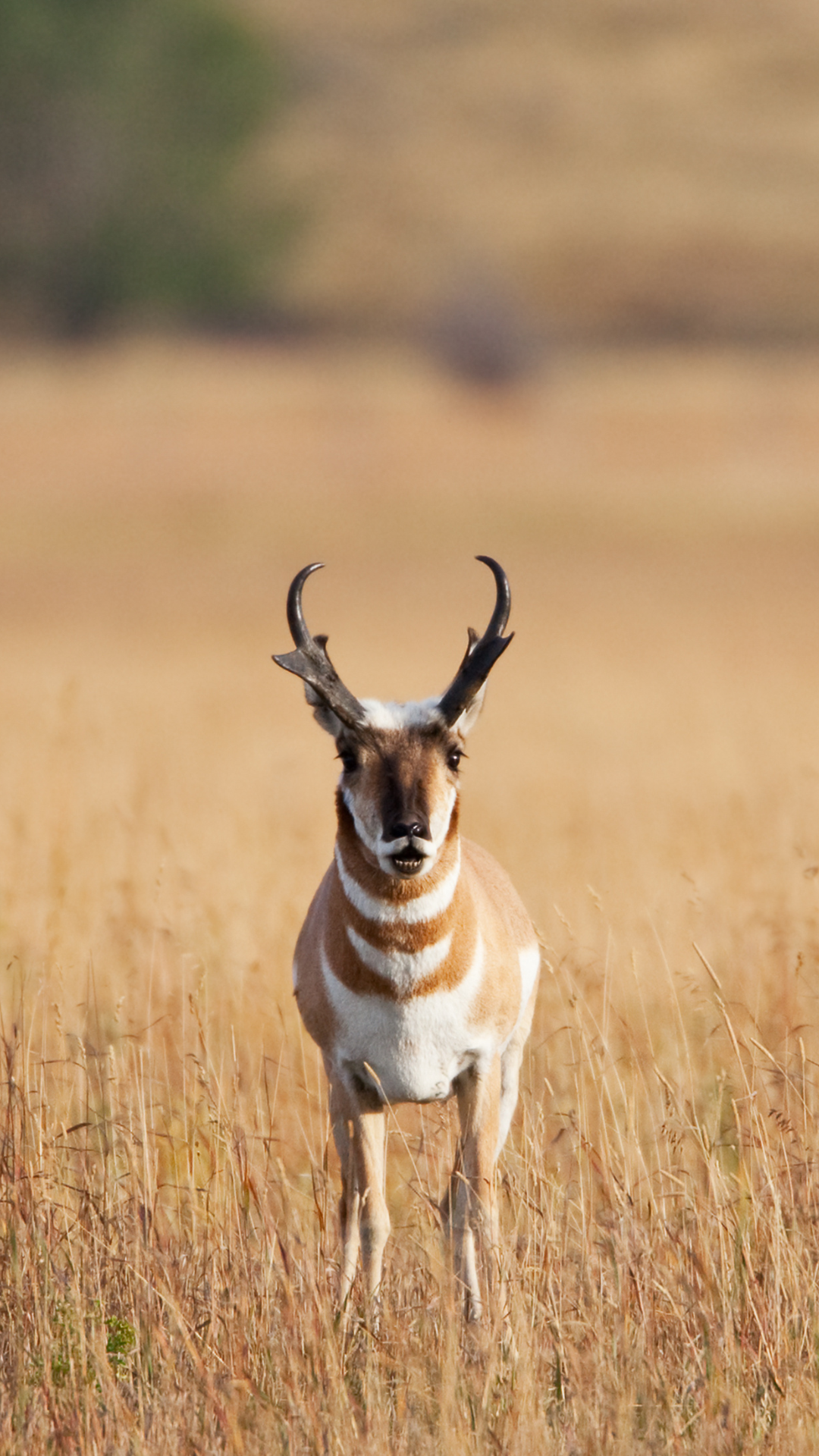 pronghorn