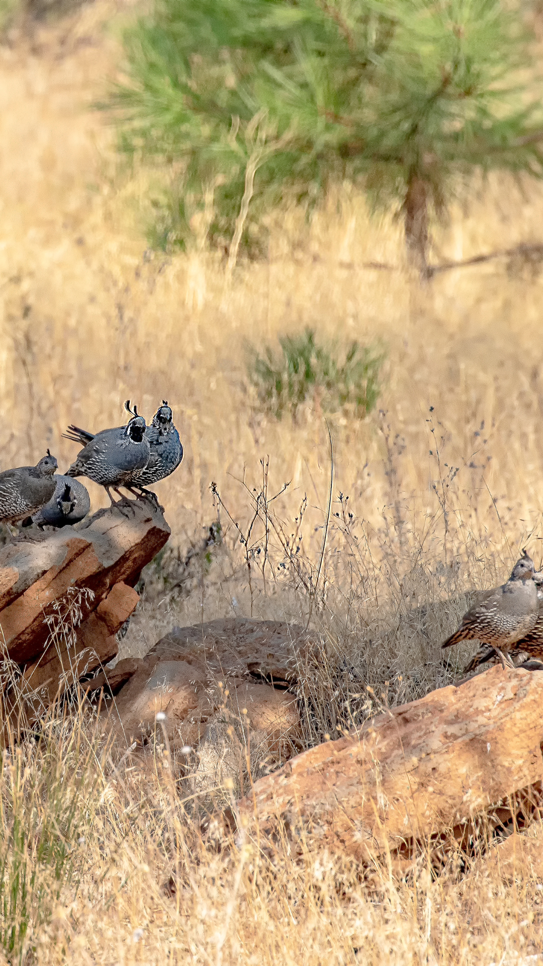 quail