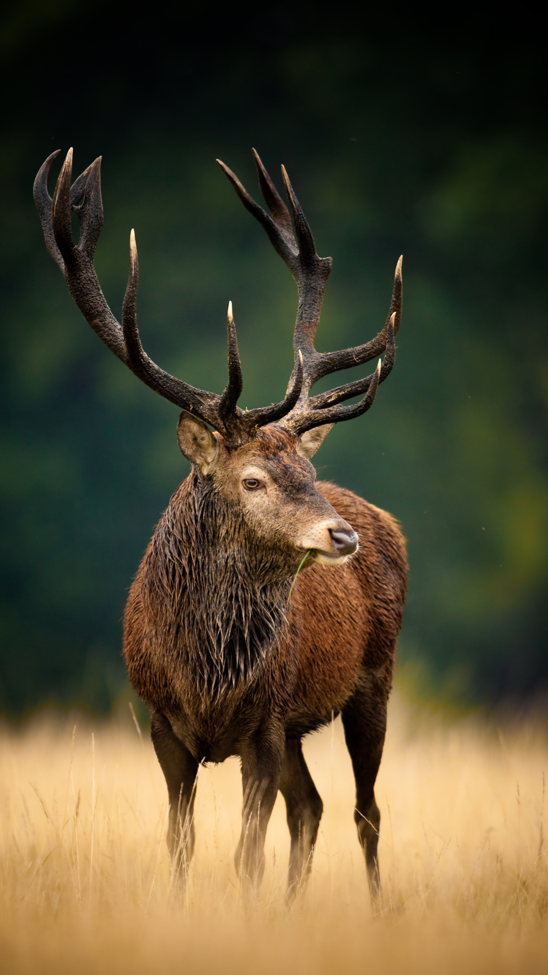 red_deer