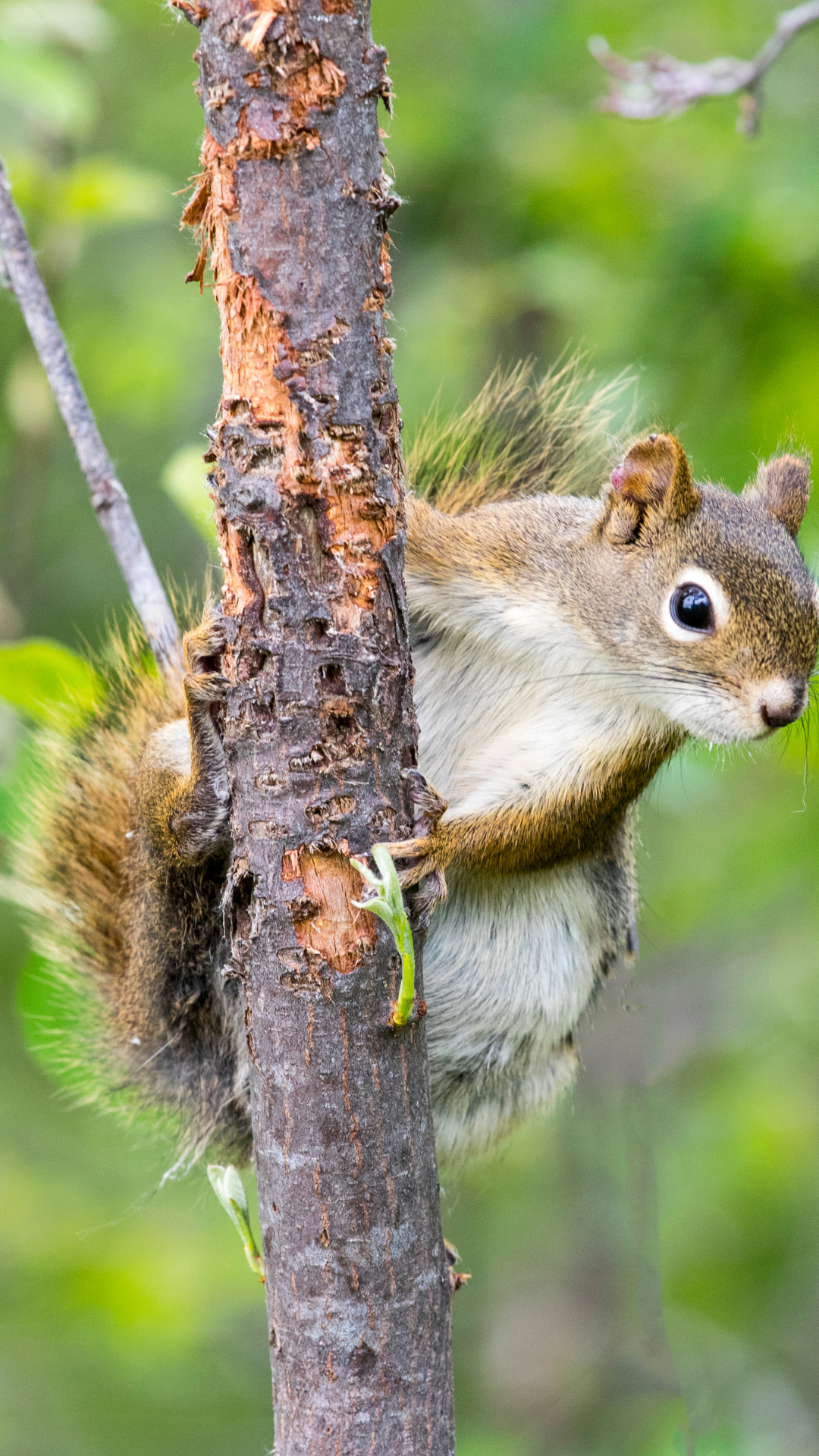 squirrel