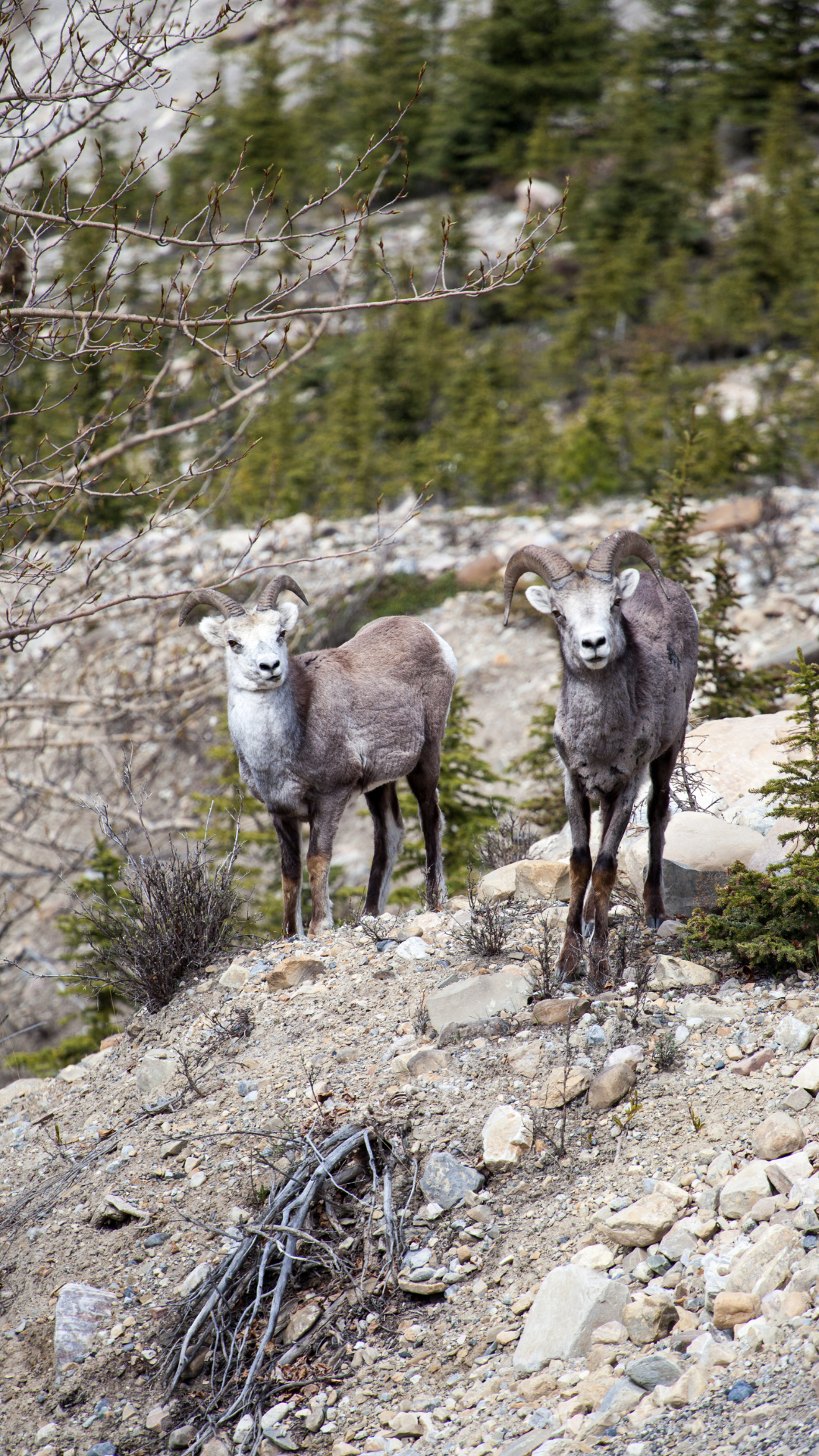 stone_sheep