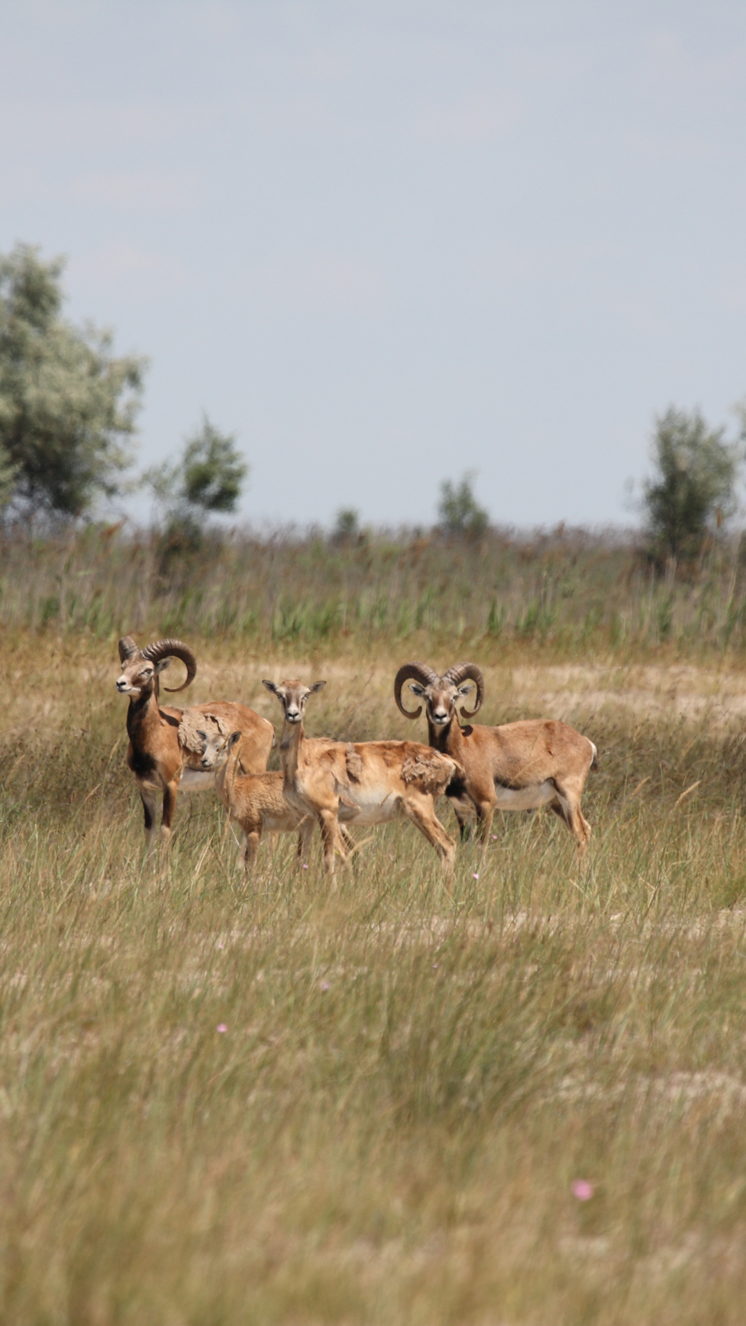 urial
