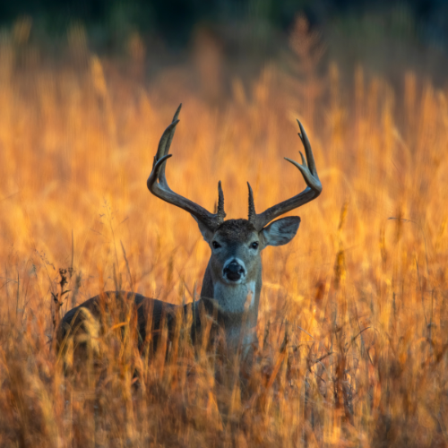white_tailed_deer