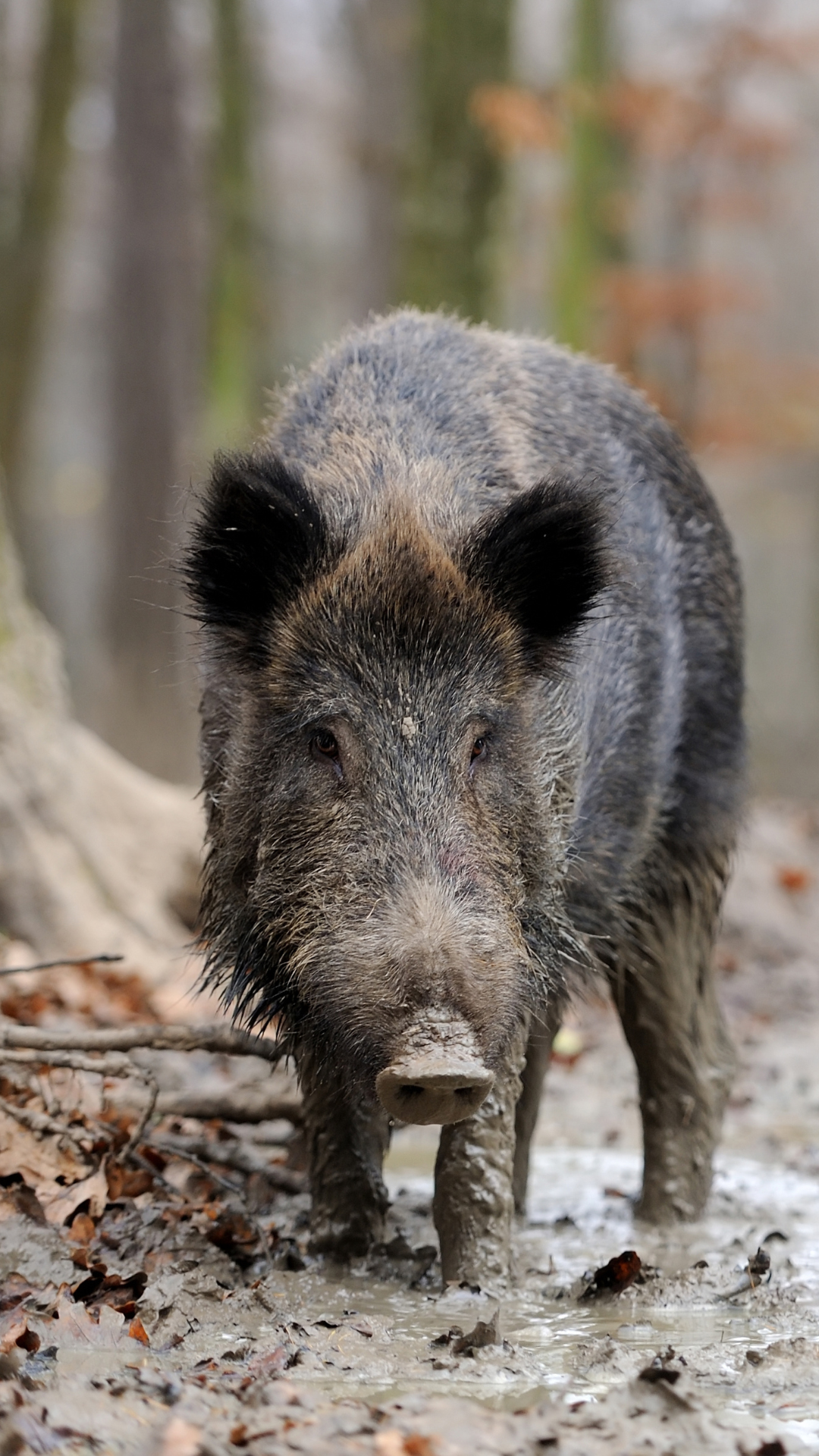 wild_boar