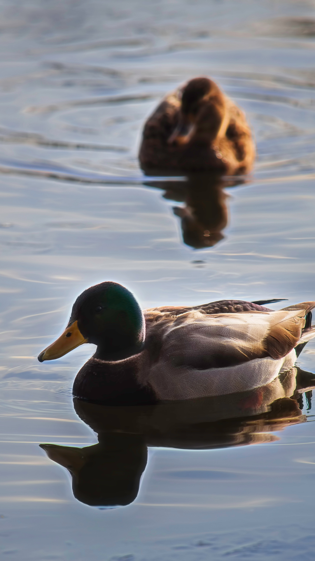 wild_duck