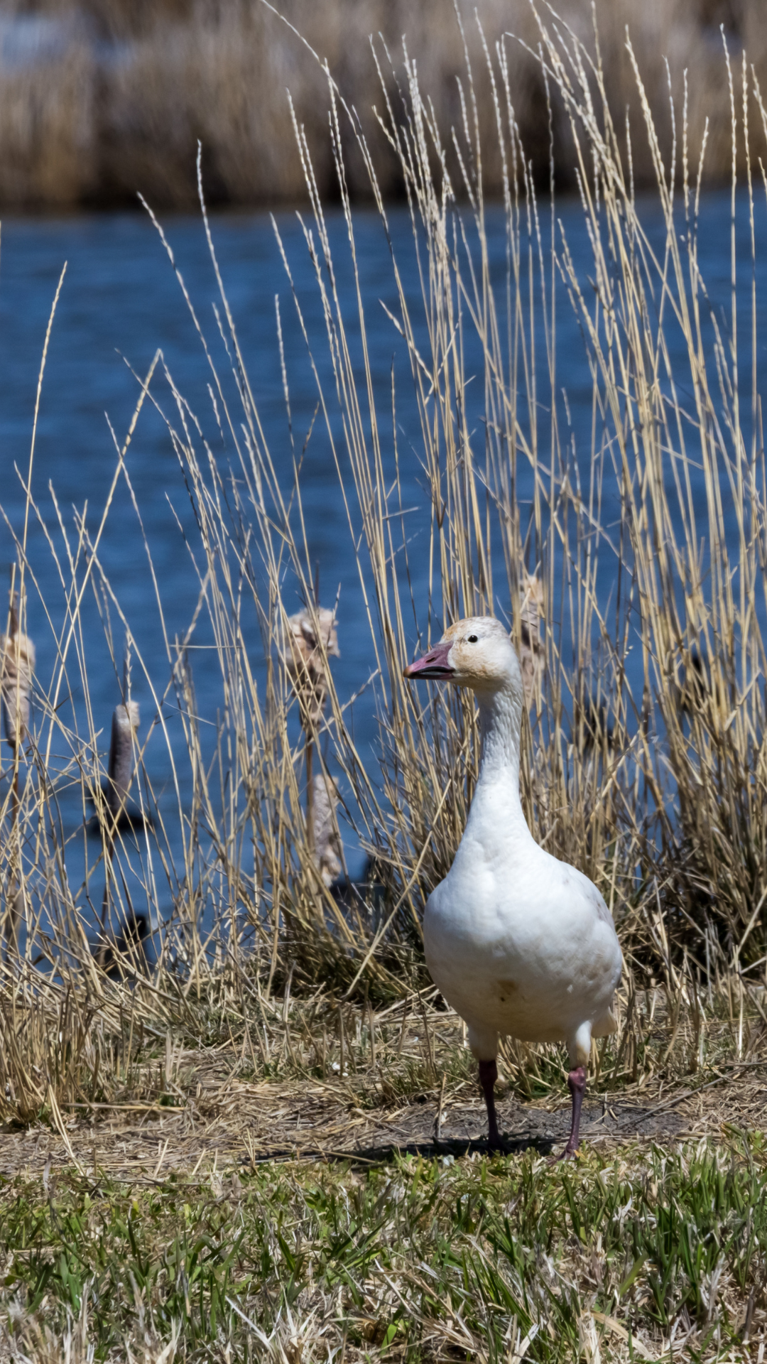 wild_goose