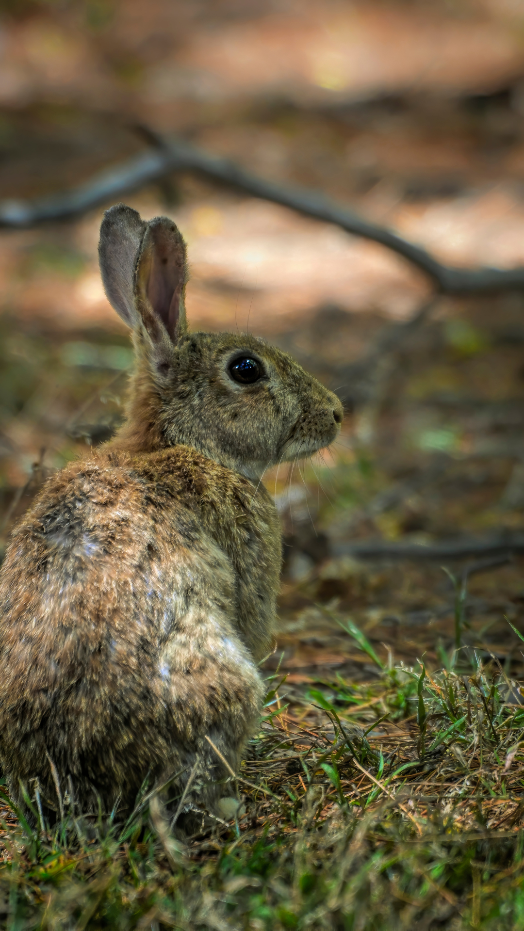 wild_rabbit