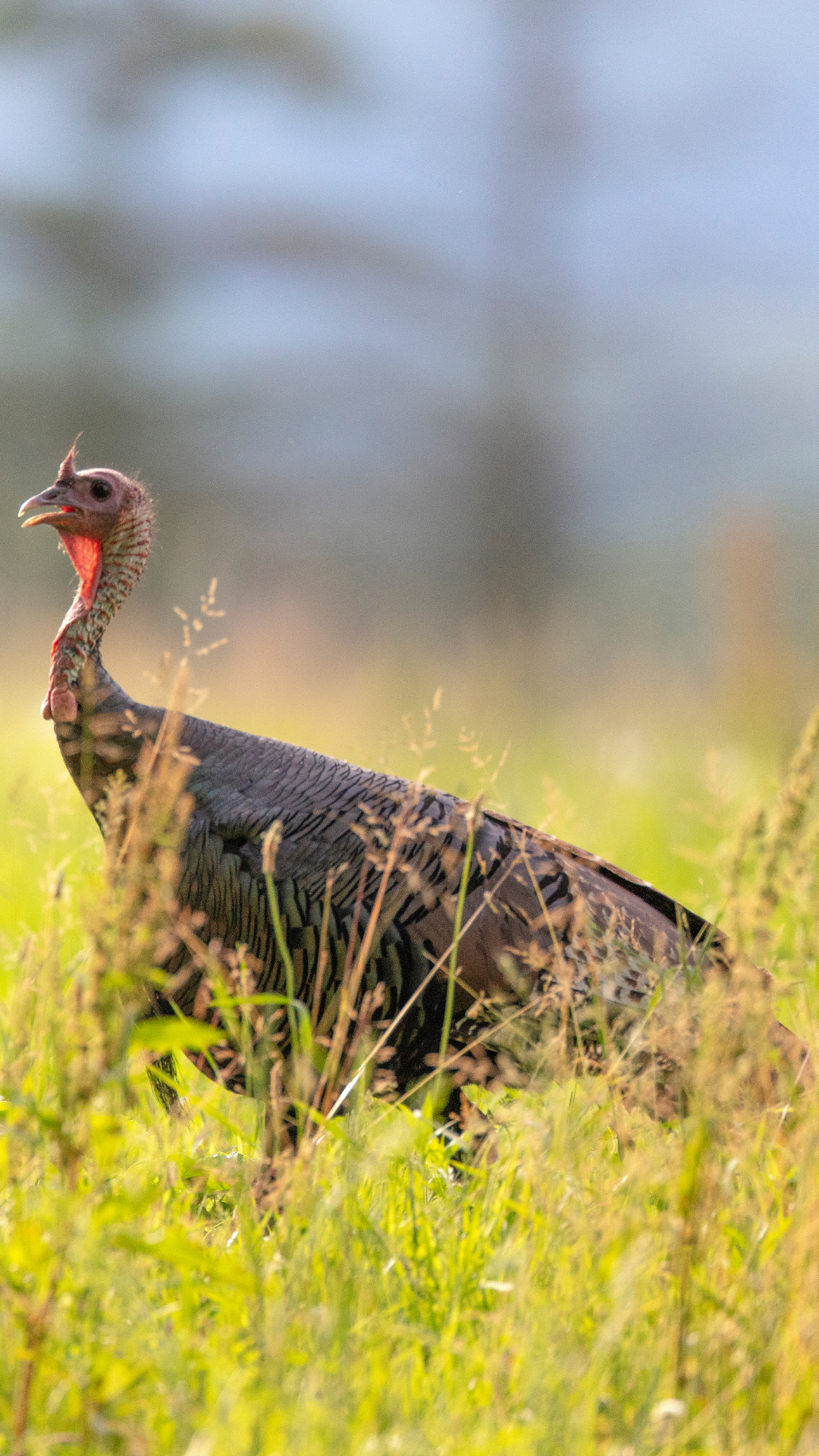 wild_turkey