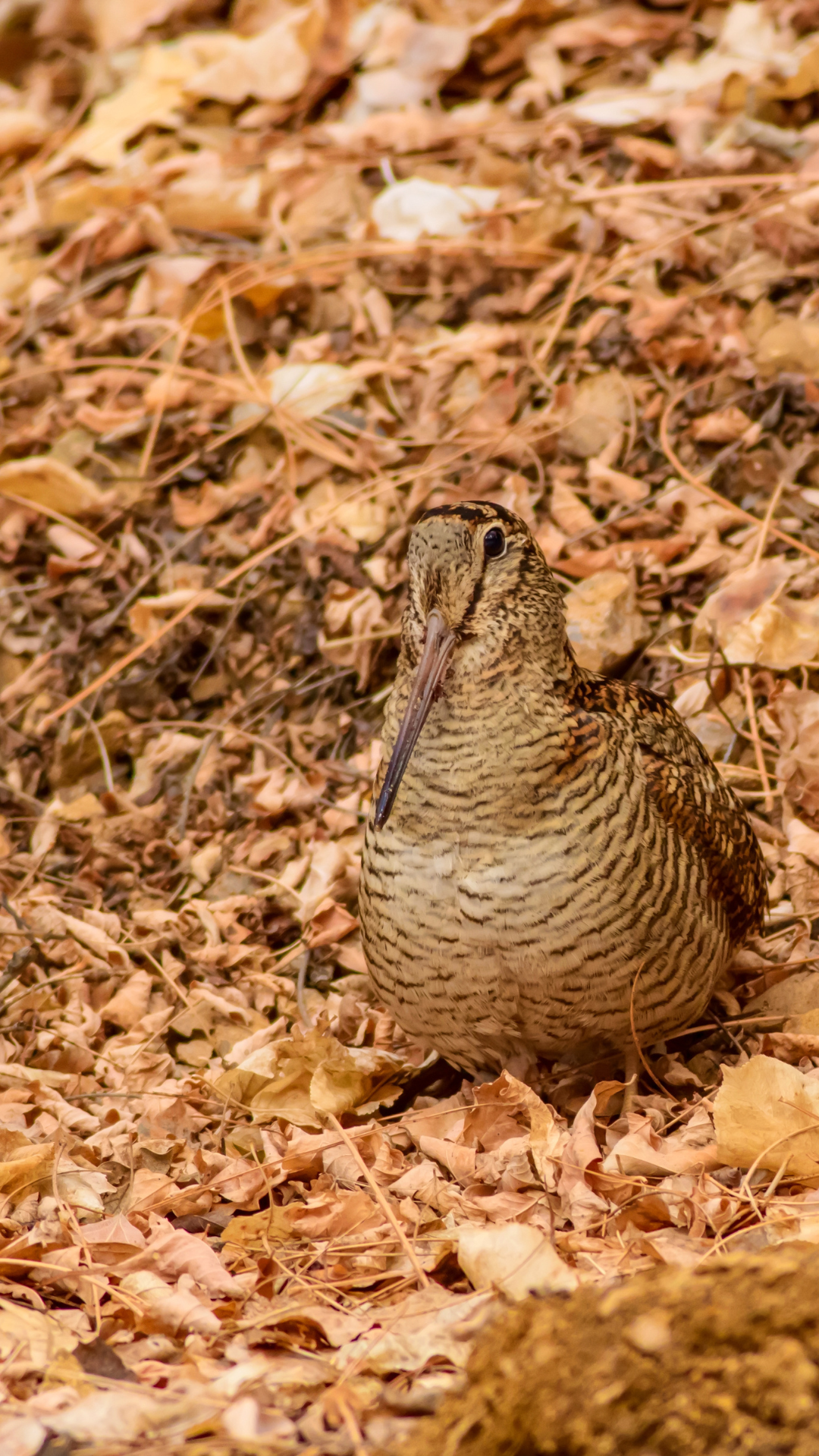 woodcock